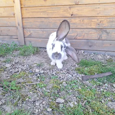 Kameralne Pole Namiotowe, Zabierz Swoj Namiot, Blisko Swieradow I Zamek Czocha * Giebultow (Lwowek Slaski)