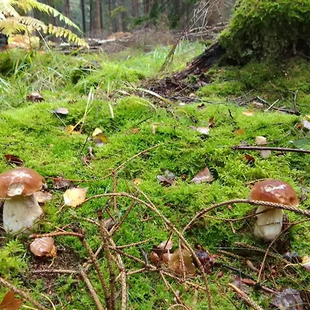 Kameralne Pole Namiotowe, Zabierz Swoj Namiot, Blisko Swieradow I Zamek Czocha Κάμπινγκ *