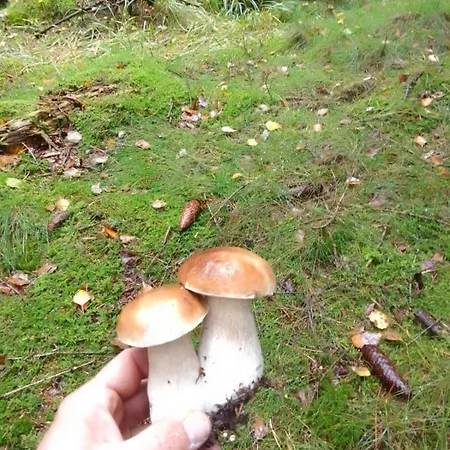 Kameralne Pole Namiotowe, Zabierz Swoj Namiot, Blisko Swieradow I Zamek Czocha Κάμπινγκ Giebultow (Lwowek Slaski)