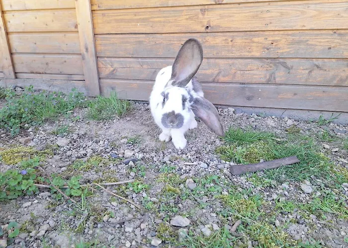 Kameralne Pole Namiotowe, Zabierz Swoj Namiot, Blisko Swieradow I Zamek Czocha * Giebultow (Lwowek Slaski)