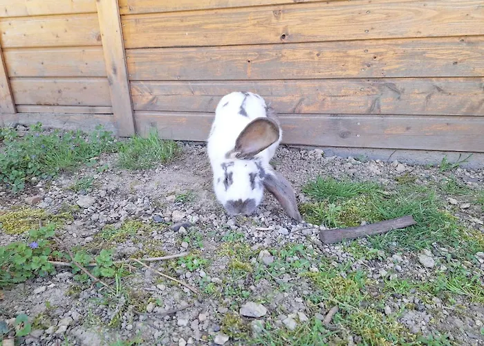 Kameralne Pole Namiotowe, Zabierz Swoj Namiot, Blisko Swieradow I Zamek Czocha Campingplads