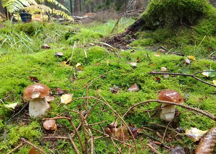 Kameralne Pole Namiotowe, Zabierz Swoj Namiot, Blisko Swieradow I Zamek Czocha Campingplads *