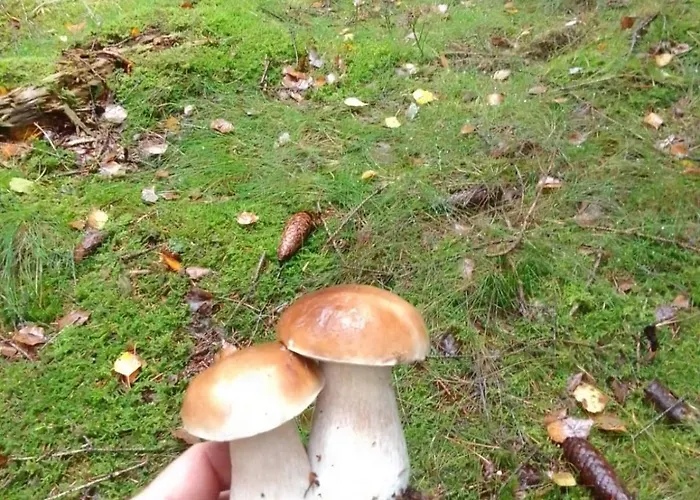 Kameralne Pole Namiotowe, Zabierz Swoj Namiot, Blisko Swieradow I Zamek Czocha Campingplads Giebultow (Lwowek Slaski)